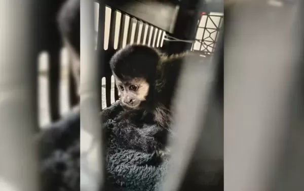 Polícia Rodoviária resgata macaco-prego escondido em caixa no assoalho de carro na Raposo Tavares