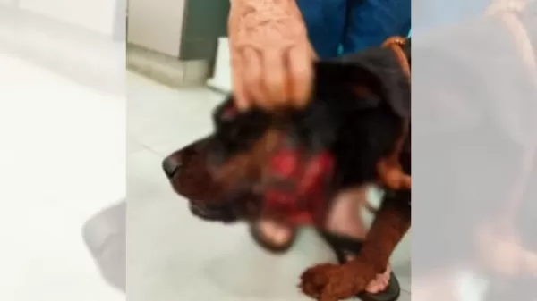 Onça-parda mata pitbull e fere rottweiler que protegiam sítio na região 