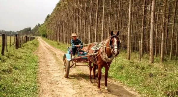 João Neto: As quatro carroças  