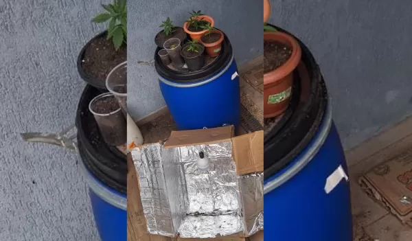 Polícia Militar apreende estufa caseira e pés de maconha em Ourinhos