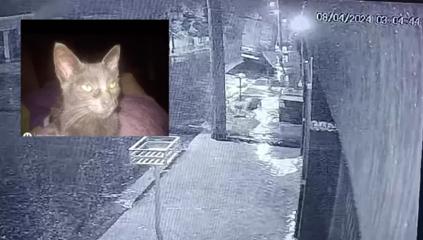 VÍDEO; Gato é morto por cães na calçada em Ourinhos