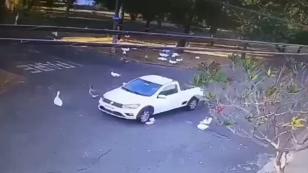 Motorista é denunciado por abuso a animais após matar ganso atropelado na região; VÍDEO