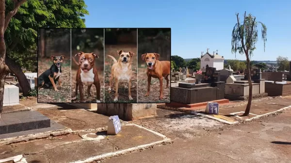 Câmara de Ourinhos aprova projeto que autoriza sepultamento de cães e gatos junto aos tutores em cemitérios municipais