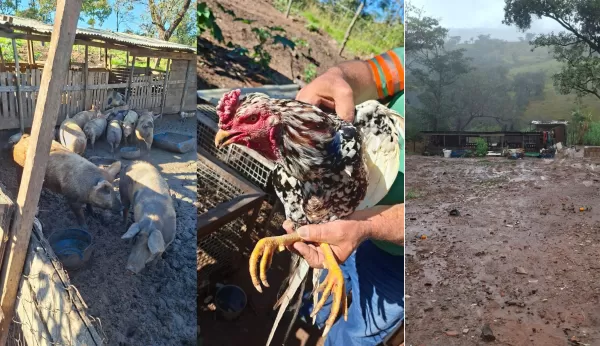 Polícia Militar Ambiental aplica R$ 25,3 mil em multas por degradação ambiental e maus-tratos a animais em Marília