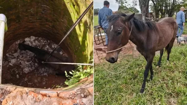 Égua é resgatada após cair dentro de fossa de quatro metros de profundidade em Marília