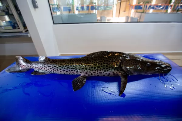 Empresa reproduz em laboratório gigante dos rios brasileiros em Salto Grande