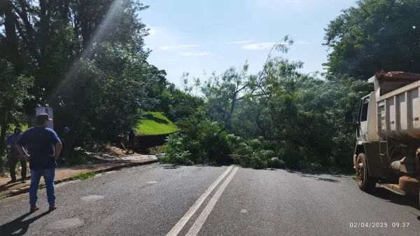 Prefeitura de Ourinhos realiza corte de árvore na Silva Jardim