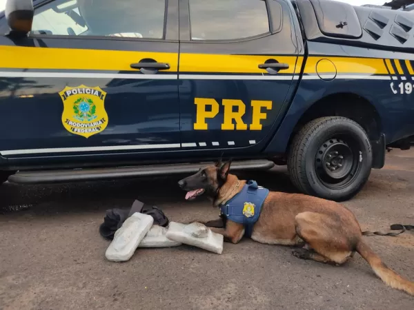 PRF prende em Ourinhos passageiro de ônibus que transportava skunk na mochila