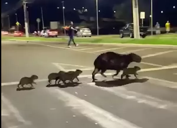 Família de capivaras atravessando avenida em Ourinhos viraliza nas redes sociais