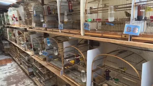 Polícia Federal apreende 78 aves silvestres em operação contra tráfico internacional em Dois Córregos 