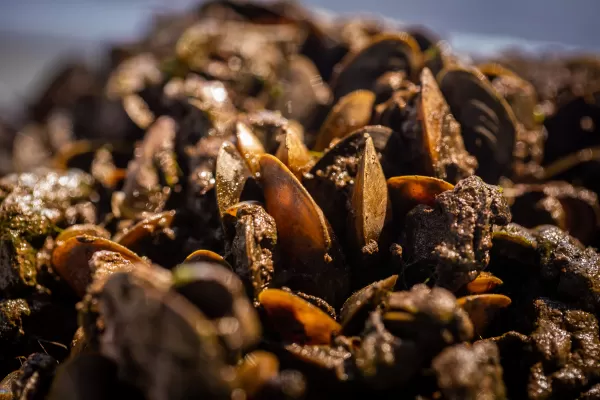 CTG Brasil aposta em biotecnologia para combater infestação de mexilhão-dourado