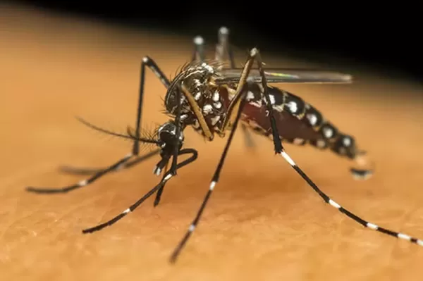 Ourinhos registra primeira morte por dengue no ano