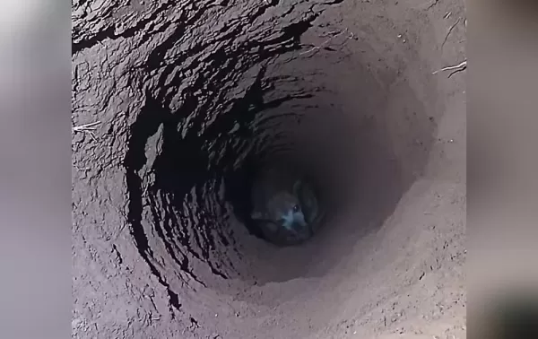 Cachorro é resgatado após cair em buraco de cerca de 5 metros de profundidade em Taquarituba 
