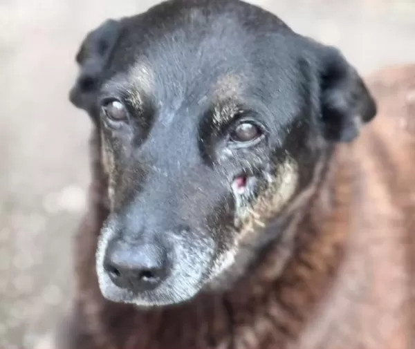 Polícia de SC conclui inquérito e aponta adolescentes por maus-tratos em casos dos cães Orelha e Caramelo
