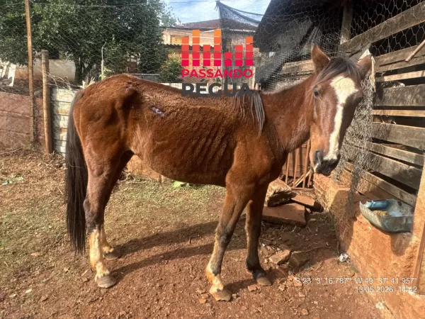Polícia Ambiental aplica multa de R$ 3 mil após encontrar cavalo em situação de maus-tratos em Bernardino de Campos