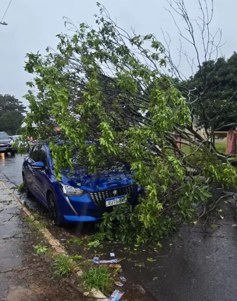 Defesa Civil e Bombeiros retiram árvore que caiu sobre carro durante temporal em Ourinhos