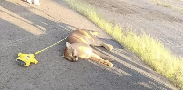 Onça-parda é atropelada na SP-245 em Avaré e mobiliza equipes do DER-SP