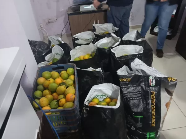 Jovem é detido após polícia encontrar sacas de laranjas furtadas em residência de Ribeirão do Sul