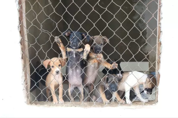 Canil Gaiola Aberta de Ourinhos realiza o primeiro evento voltado a adoção de animais neste sábado, 11