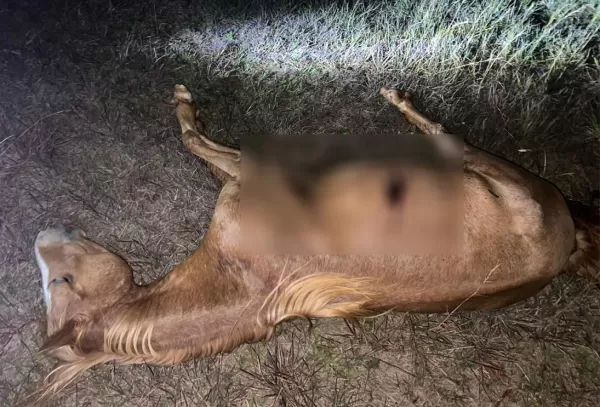 Dois cavalos são mortos a tiros às margens da BR-153 em Ourinhos; vídeo 