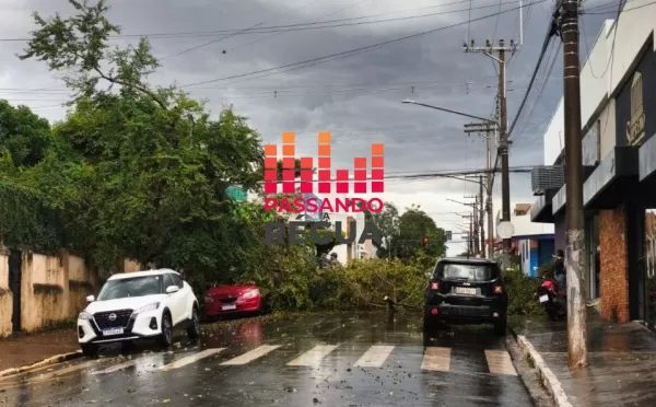 Defesa Civil emite alerta de emergência e forte chuva com granizo provoca queda de árvores em Ourinhos