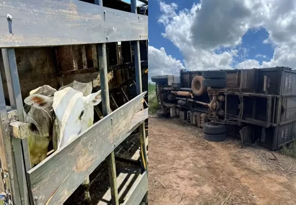 Caminhão tomba e 15 cabeças de gado roubadas são recuperadas no interior de SP