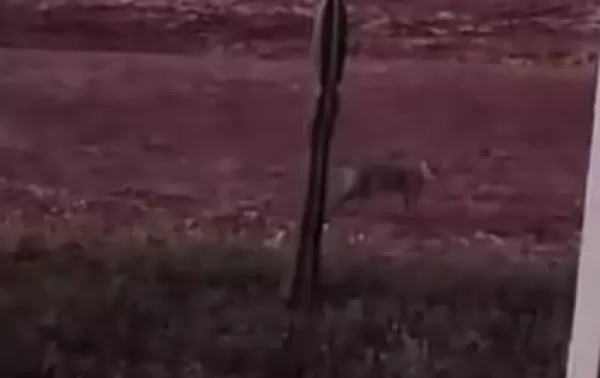 Vídeo; Onça é vista em Ipaussu