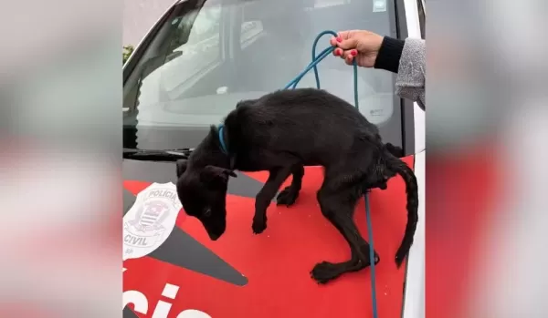 Polícia Civil resgata cães vítimas de maus-tratos em Avaré; tutor estava preso por embriaguez