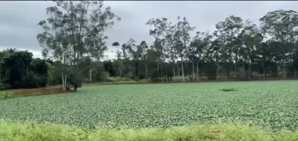 Ourinhos Saneamento responde cobranças sobre infestação de pernilongos em lagoas de tratamento de esgoto
