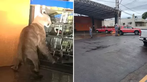 Onça-parda é resgatada em estacionamento de supermercado em Cafelândia (SP)