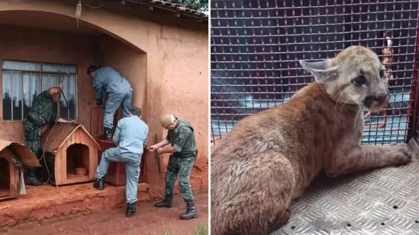 Filhote de onça-parda é resgatado em residência na zona rural de Assis