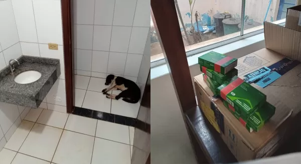 Fiscalização do TCE-SP encontra cachorro dormindo em banheiro de posto de saúde e medicamentos em local indevido em Chavantes