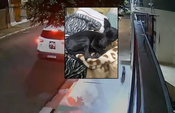 “Não foi abandono!”: Tutora esclarece vídeo de suposto abandono de cão em Ourinhos