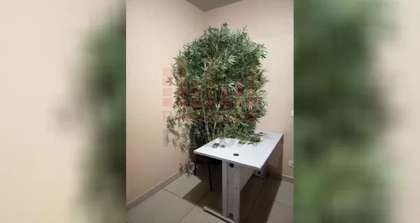 Desentendimento familiar leva PM a apreender pé de maconha em residência de Ourinhos