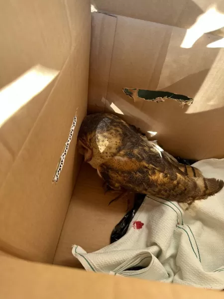 PRF resgata coruja ferida às margens da BR-153, em Ourinhos