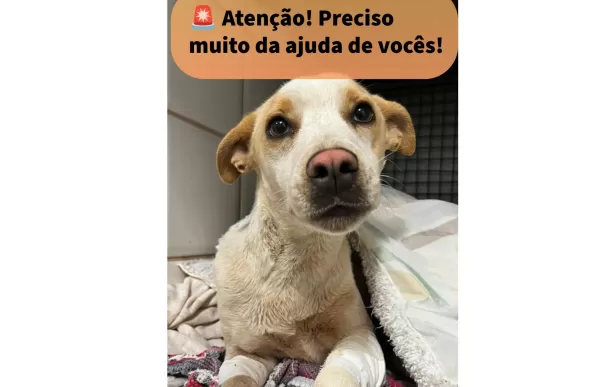 Motorista resgata cachorro atropelado na Raposo Tavares e pede ajuda para custear tratamento
