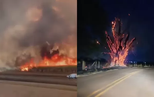 Queimadas em canaviais da região interditam rodovia e destroem árvore centenária