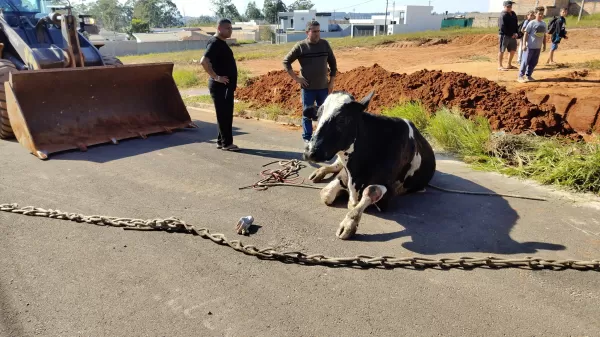 Vaca e bezerro são resgatados após caírem em bueiro em Avaré; filhote não resistiu