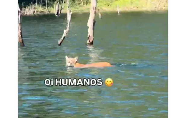 Influenciadora registra onça-parda atravessando o Rio Paranapanema entre Chavantes e o Paraná