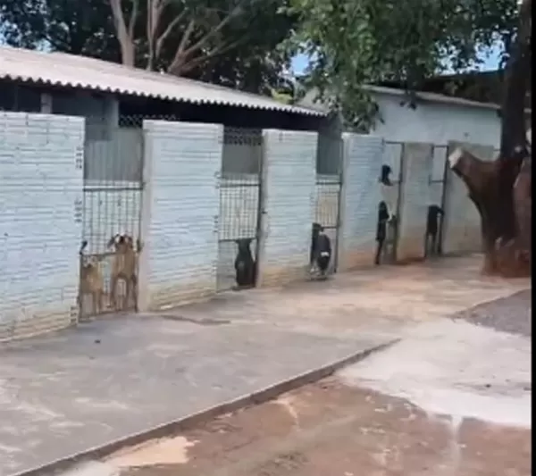 Prefeito revoga reforma administrativa que transferia causa animal para a Saúde em Ourinhos; projeto será votado na Câmara 