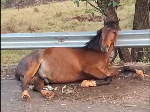 Cavalo é atropelado na Rodovia Mello Peixoto em Ourinhos