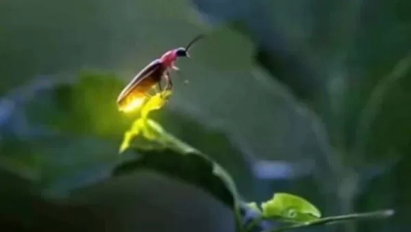 João Neto: Corujas e pirilampos