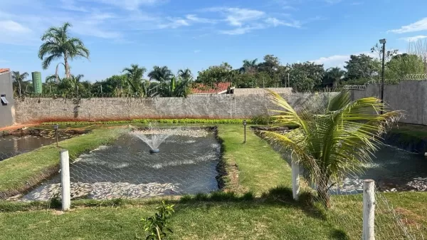 Falta de energia causa morte de 6 toneladas de tilápias e morador estima prejuízo de mais de R$ 500 mil em Ourinhos