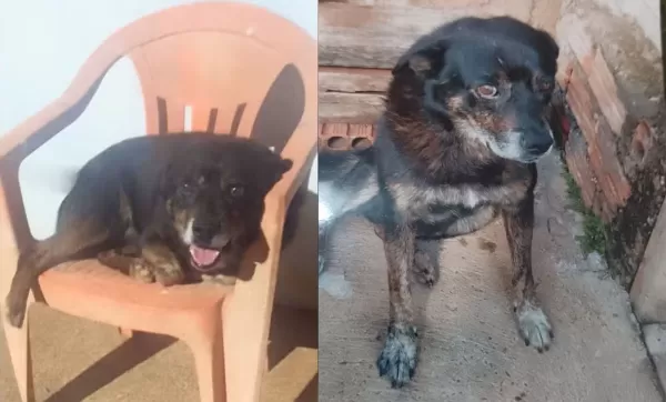 Cachorro morre após ataque de Pitbull em Piraju; polícia investiga caso