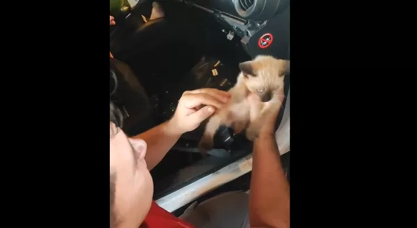 Bombeiros resgatam gato preso em painel de carro em Santa Cruz do Rio Pardo