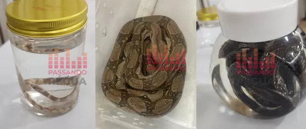 Polícia Militar Ambiental apreende jiboia e outros animais silvestres sem documentação em hotel de Ourinhos