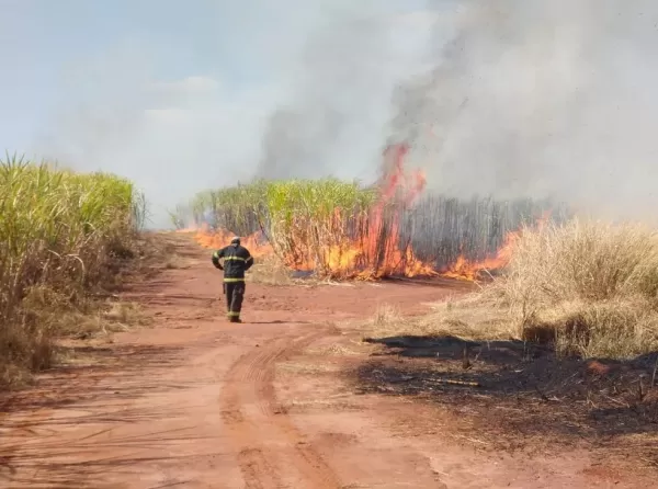 Incêndio agrava perdas na cana-de-açúcar em SP, que sofre com seca desde abril: 