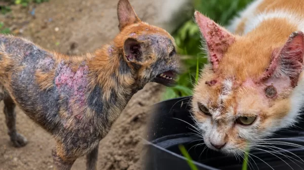 Vereadores de Ourinhos aprovam projeto que obriga notificação de casos de esporotricose em cães e gatos