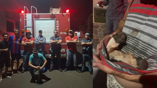 Bombeiros resgatam filhotes presos em tubulação e encontram dois mortos em Bernardino de Campos
