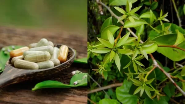 Anvisa proíbe suplementos alimentares à base de ora-pro-nóbis